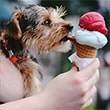 Dog eats icecream